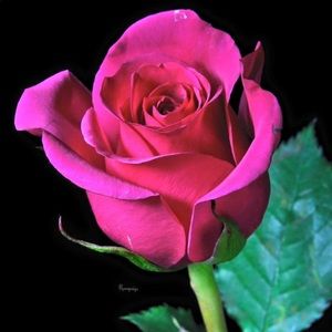 Meet your Posher, Regina